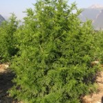 artemisia-annua